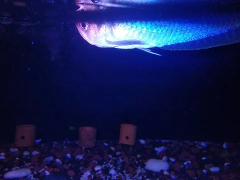 Arowana fish Photos