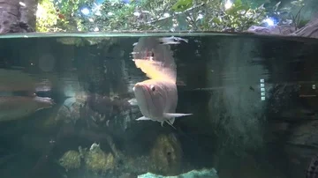 Arowana Stock Footage 86152570