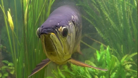 Arowana is a freshwater fish that lives in the Amazon river basin. Popular aq Stock Footage