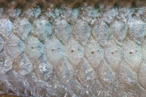 Arowana scale Stock Photos