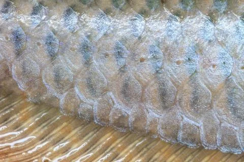 Arowana scale Stock Photos