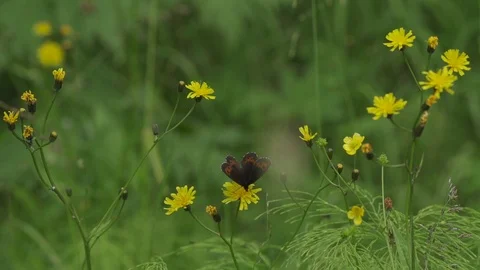 Arran Brown on Flower 2 Stock Footage 107269992
