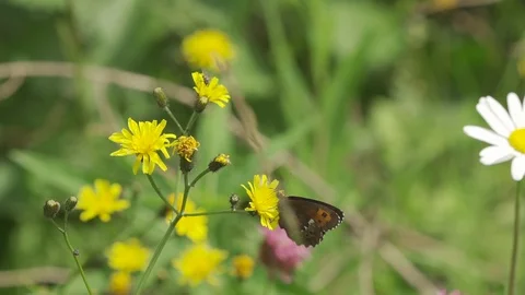 Arran Brown on Flower Stock Footage 107270414