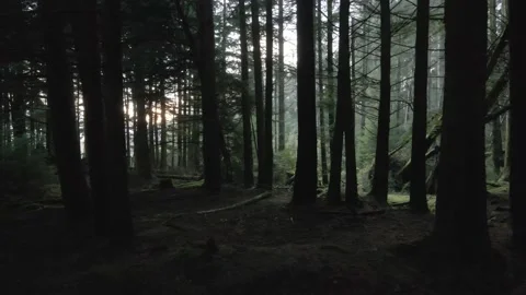 Arran Forest Stockbeeldmateriaal 231176072