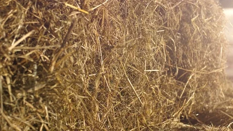 Arranged stacks of baled hay in curing process. Winter animal food rectangular Stockbeeldmateriaal 81583776
