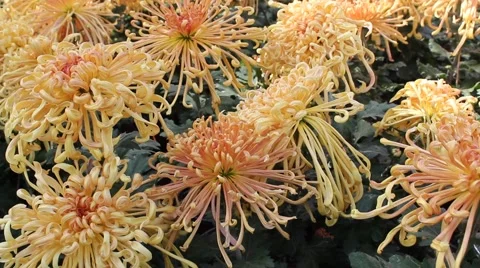 Arrangement of Cologne to Chrysanthemum Video stock 42359752