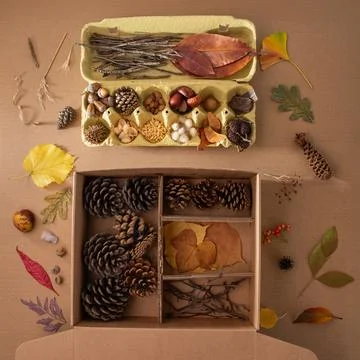 Arrangement of natural objects in two boxes with dried grasses, leaves, see.. Stock Photos