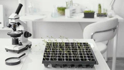 Arrangement with plants microscope Stock Photos