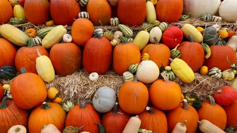 Arrangement Pumpkins Pumpkin Patch Thanksgiving Video stock 159369035
