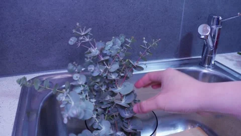 Arranging Eucalyptus Stems in a Vase at Home Sink Stock Footage 319920220