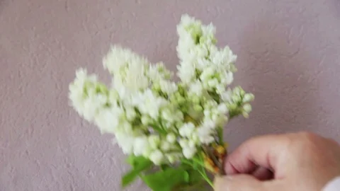 Arranging fresh lilacs Stock Footage 108801731