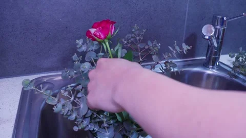 Arranging Fresh Roses into Eucalyptus Bouquet at Sink Stock Footage 319920320