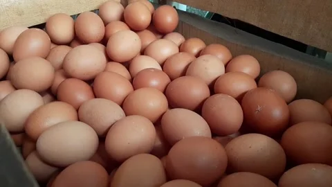 Arranging or putting chicken eggs into a crate Stock Footage 284441690