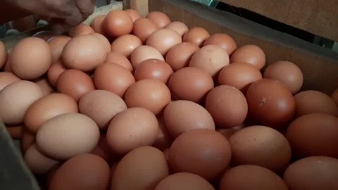 Arranging or putting chicken eggs into a crate Stock Footage 284441692