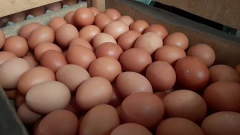 Arranging or putting chicken eggs into a crate Stock Footage 284441694