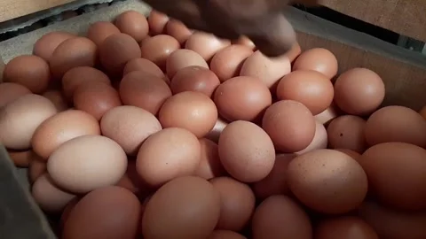 Arranging or putting chicken eggs into a crate Stock Footage 284441742