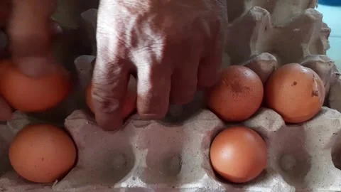 Arranging or putting chicken eggs into a crate Stock Footage 284441743