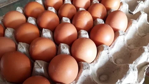 Arranging or putting chicken eggs into the egg carton Stock Footage 284441758