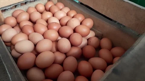 Arranging or putting chicken eggs into a crate Stock Footage 284441760