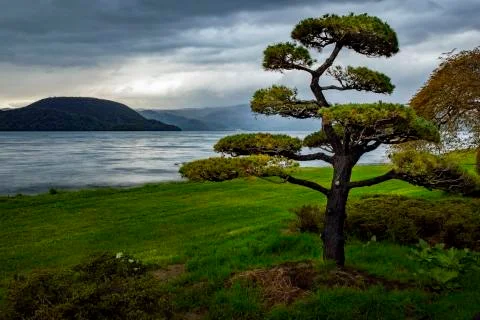 Arranging of pine tree with rainy day at lake toya hokkaido japan Stock-Fotos