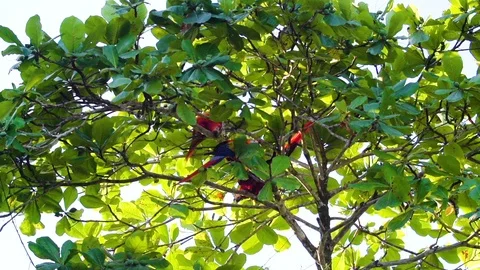 Arras in Slowmotion Stock Footage 103191700