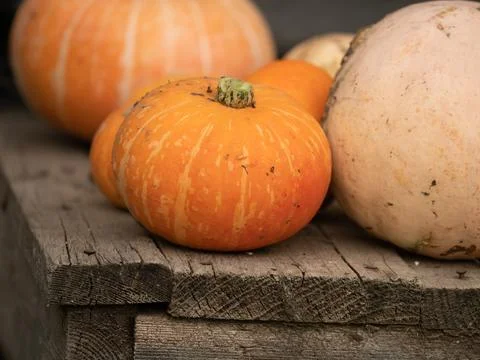 Array of Assorted Pumpkins Arranged on a Rustic Wooden Background. Home entrance Stock Photos