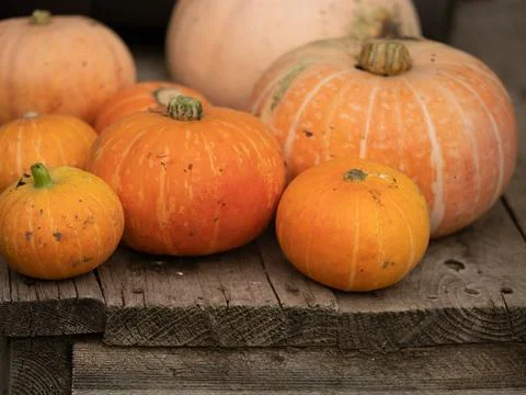 Array of Assorted Pumpkins Arranged on a Rustic Wooden Background. Home ent.. Stock Photos
