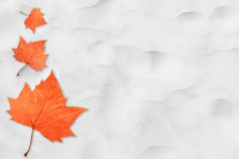 Array of autumn leaves on a white sand background Stockfoto's