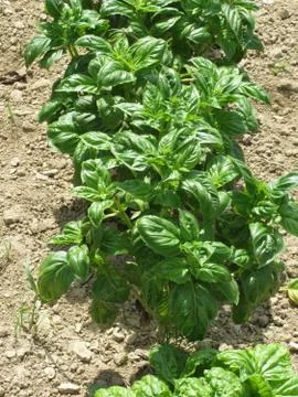 Array of basil plants Foto stock