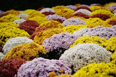 Array of beautiful bouquets in various colors Foto stock