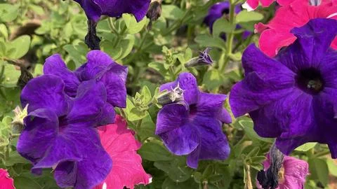 An array of blooming petunia flowers in striking purple and cheerful pink, ne Foto stock