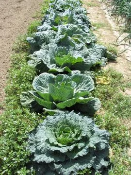 Array of cabbages Stock Photos