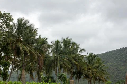An array of coconut trees, Hasanur, Tamil Nadu, India Stock Photos