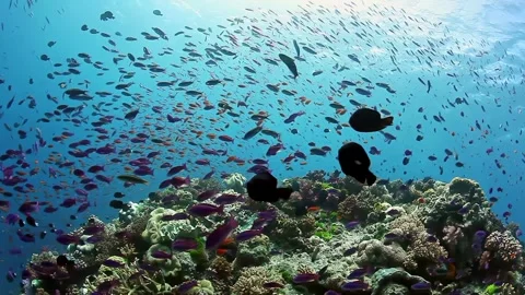 Array of Colorful Fish Swimming Over Coral Reef Stock Footage 289403834