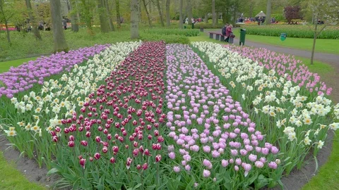 Array of colorful flowers near the pathway Stock Footage 76773651