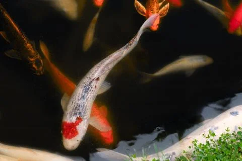 Array of colorful koi fish swimming in a pond of blue water Foto stock