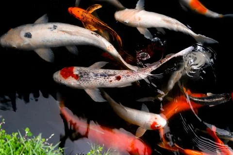 Array of colorful koi fish swimming in a pond of blue water 写真素材