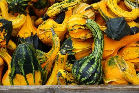 Array of colorful squash in a wooden crate Foto stock