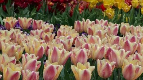 Array of colorful tulips in the University Botanical Garden, Balchik Bulgaria Stock Footage 308644624