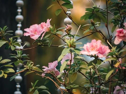 Array of delicate pink Rhododendron flowers blooming atop of a lush green shrubb Stock Photos
