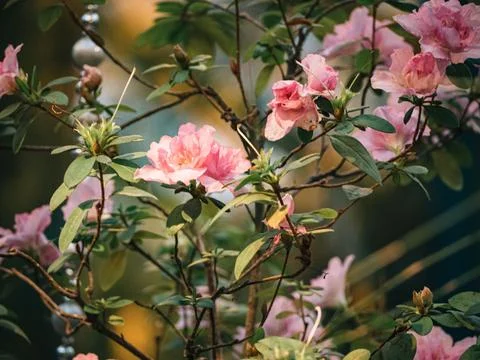 Array of delicate pink Rhododendron flowers blooming atop a lush green shrubbery Stock-Fotos