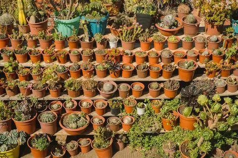 Array of flower pots with green plants arranged on the shelves in a decorative p Stock Photos