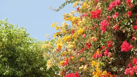 An array of flowers against a blue sky Vídeos de archivo 211383586