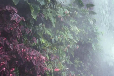 Array foliage Фото