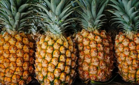 Array of fresh ripe pineapples are lined up on an outdoor table in a row Stock Photos