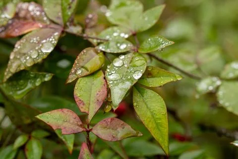 Array of freshly bloomed leaves with morning dew on them. Foto stock