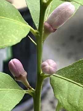 Array of Lemon Buds Foto stock