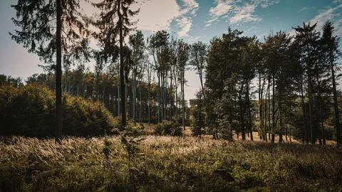 Array of lush, green trees in a picturesque wooded area, creating a tranquil atm Fotos de archivo