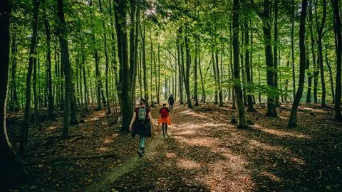 Array of lush, green trees in a picturesque wooded area, creating a tranquil atm Fotos de archivo
