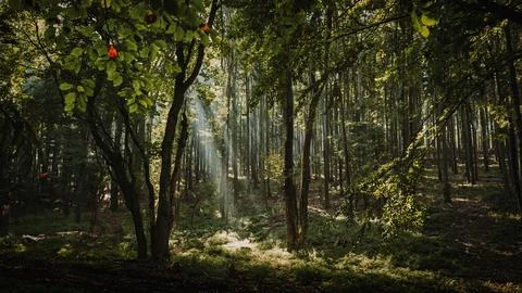 Array of lush, green trees in a picturesque wooded area, creating a tranquil atm Fotos de archivo
